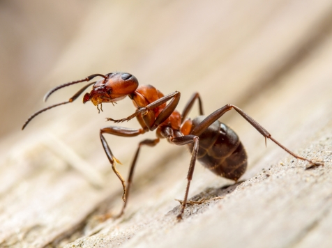 Ant Control Services (Residential, Office, Commercial) Dubai