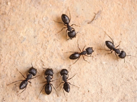 Ants Identification / Inspection Treatment Dubai