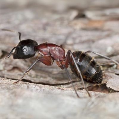 Carpenter Ants Treatment Dubai