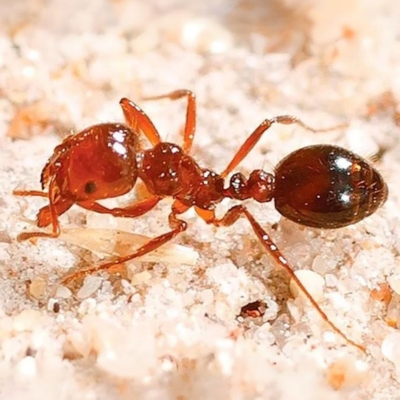 Fire Ants Treatment Dubai