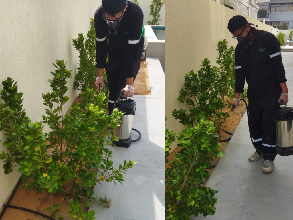 Ants Control Services in Dubai