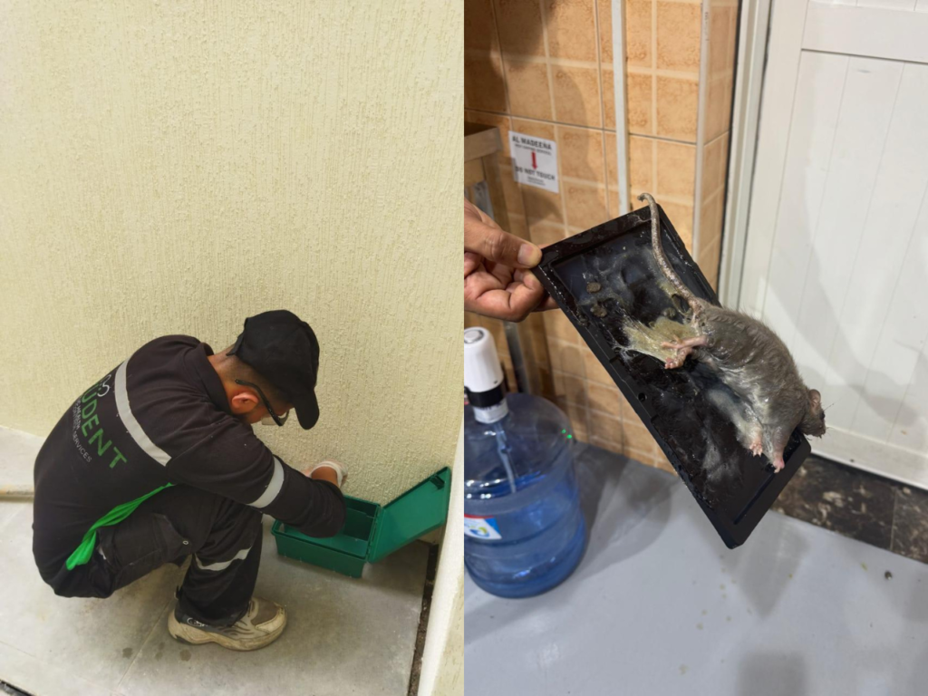 rodent control services in dubai