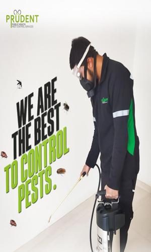 pest control services in Dubai