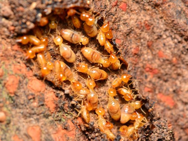 Termite Control